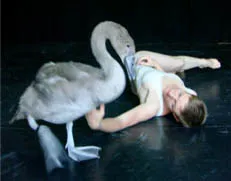 SWAN (cygne) de LUC PETTON : Création pour danseurs et cygne