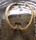 L'exposition sur Jarkov, le mammouth de Sibérie 'Des Mammout